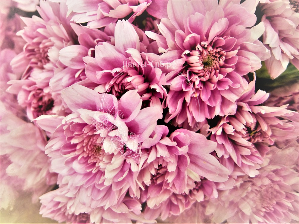 Хризантема кустовая розовая. Купить по цене 160 руб. Круглосуточная  доставка букетов в СПб и Лен. обл.